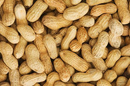 Possible Cure to Peanut Allergies