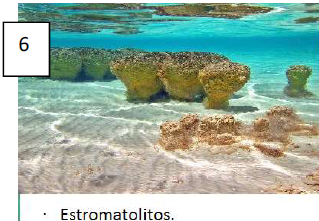 Estromatolitos