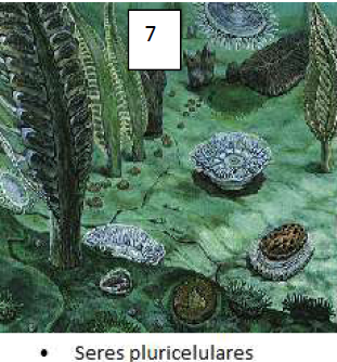 Seres pluricelulares