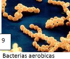 Bacterias aerobicas
