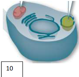 Células con núcleo