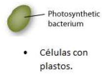 Células con plastos