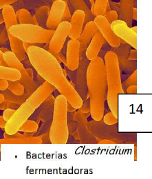 Bacterias fermentadoras