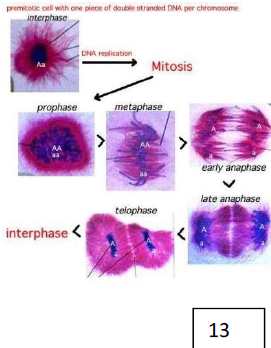 Mitosis