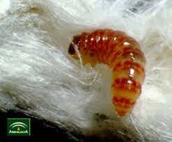 Plaga del Gusano Rosa