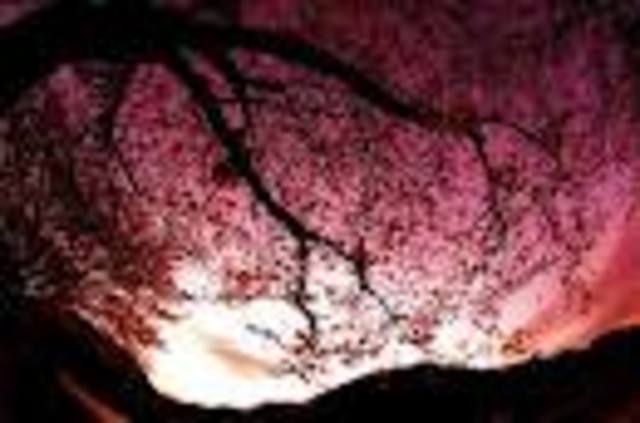 came up with the idea for Twilight