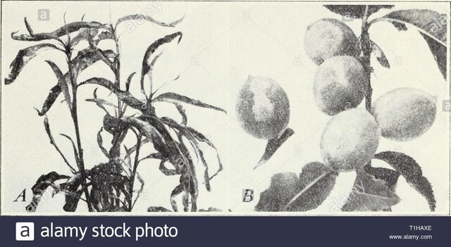 PRIMERAS ENFERMEDADES INFECCIOSAS DE PLANTAS
