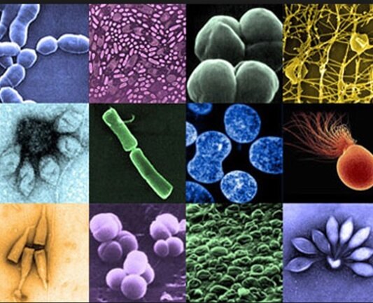 Historia de la patología