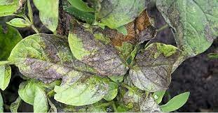 ENFERMEDADES DE PLANTAS