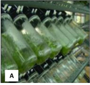 Los biorreactores en la micropropagación