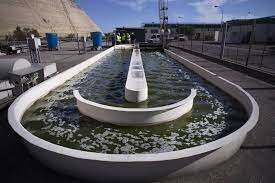 Fotobiorreactores tipo Raceway.