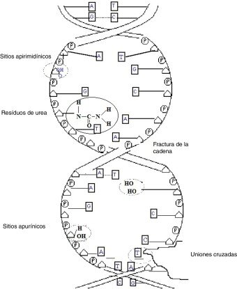 Comprensión del Fundamento Biológico de La Lesión Tisular Radioinducida