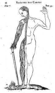 Descartes propuso una explicación del S:N que rompía con las concepciones anteriores