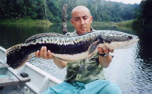 The Orangle Spotted Snakehead was discovered