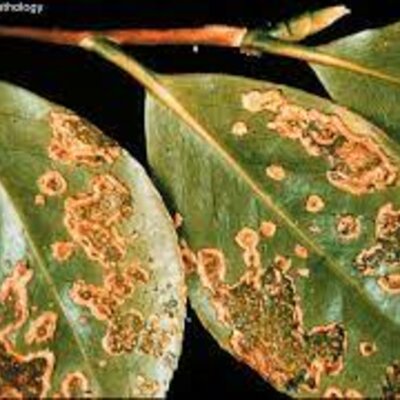 Timeline: HISTORIA DE LA FITOPATOLOGÍA