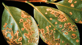 Timeline: Historia de la fitopatología y generalidades de la microbiología-Estudiante 30165_11_santiago Alberto calle Clavijo