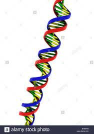 Watson y Crick y el modelo de la doble hélice