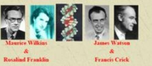 La doble hélice y el código genético
