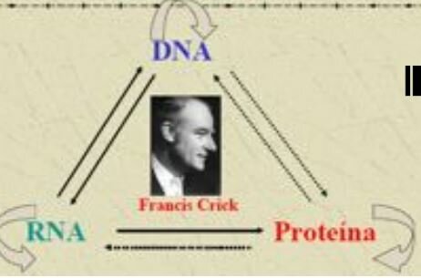 DOGMA CENTRAL DE LA BIOLOGÍA MOLECULAR