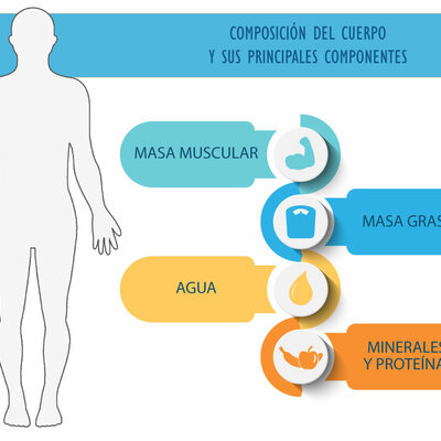Timeline: Evaluación de la composición corporal