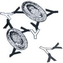 Moreshi describe la reacción de la antiglobulina para visualizar la reacción antígeno anticuerpo