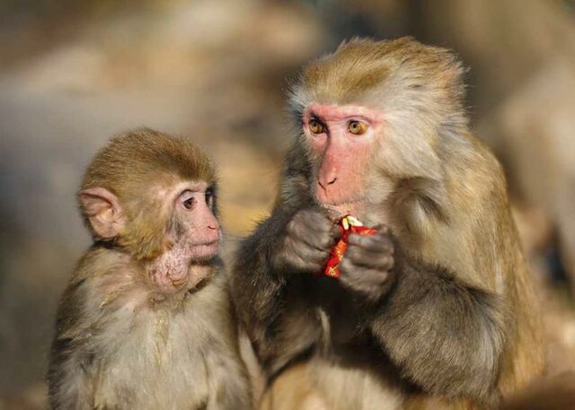 Se descubre el factor Rh