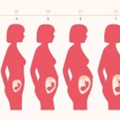 Timeline: Linea de Tiempo (Fecundación-Embarazo )