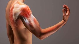 Timeline: LESIONES MUSCULARES EN DEPORTES DE CONTACTO