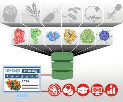 Protein  Data  Bank  (PDB)