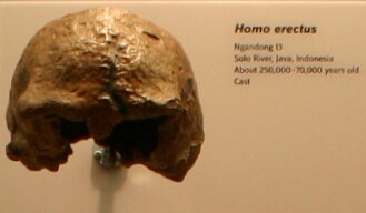 Últimos Homo Erectus