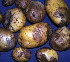 El cólera de la papa (La teoría del miasma)