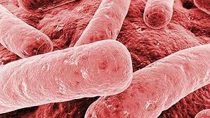Teoría animalcular (La teoría microbiana sin Pasteur y Koch)