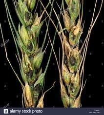 La caries del trigo (La teoría microbiana sin Pasteur y Koch)