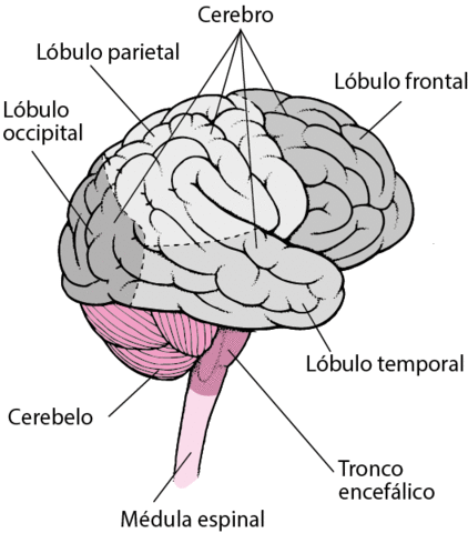 SIGLO XIX. FUNCIONES DEL CEREBRO