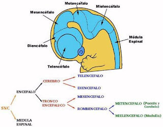 Estructuras del encéfalo