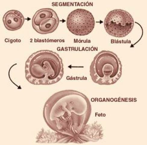 Blastula