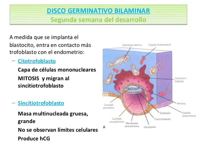 Disco Bilaminar_ Primera semana