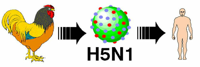 H5N1