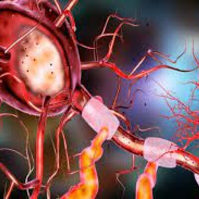 Timeline: Evolución del cerebro humano