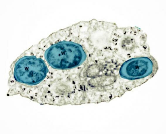 Wolbachia