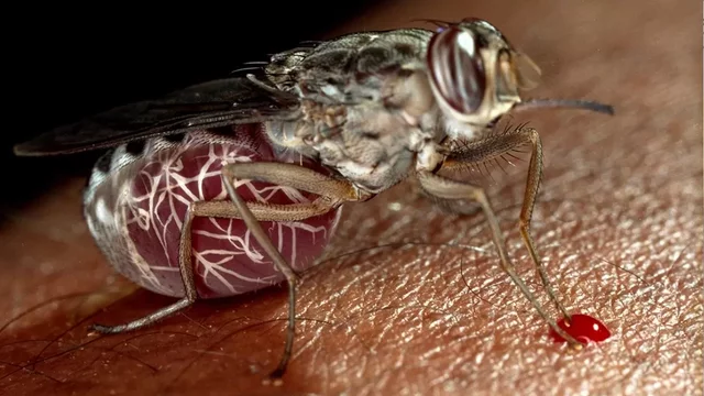 Rayos X para combatir la enfermedad del sueño