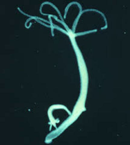 Hace 542 millones de años