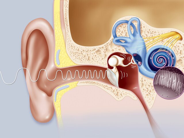 Bartolommeo Eustachio