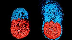 Embriones Artificiales