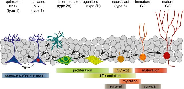 Proliferación neuronal o neurogénesis _ Tercer mes de gestación