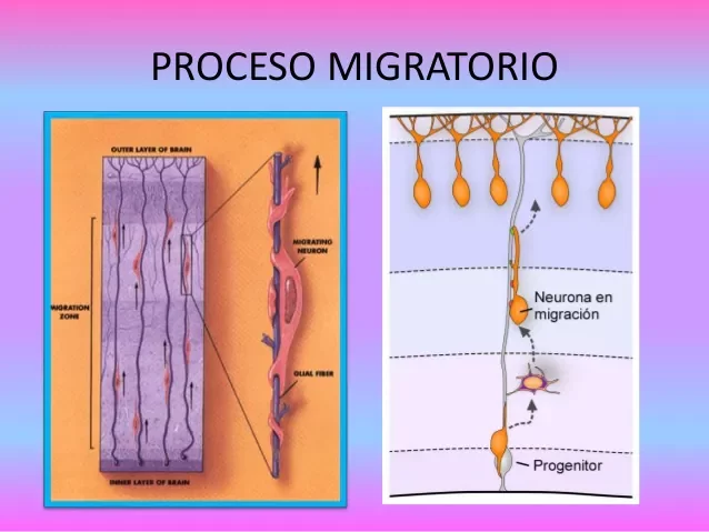 Migración y definición neuronal _ Tercer al quinto mes de gestación