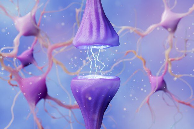 Agrupamiento neuronal y sinaptogénesis _ Final del último trimestre de gestación