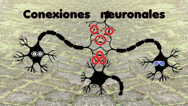 Reorganización neuronal: mantenimiento de las conexiones establecidas versus apoptosis y poda sináptica.