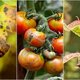 Fitopatologia isolation of fungus from diseased fruit