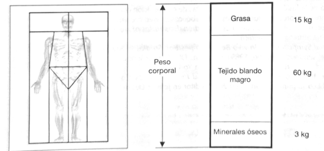 Mediciones de composición corporal total.